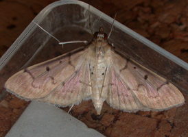 Two-spotted Herpetogramma